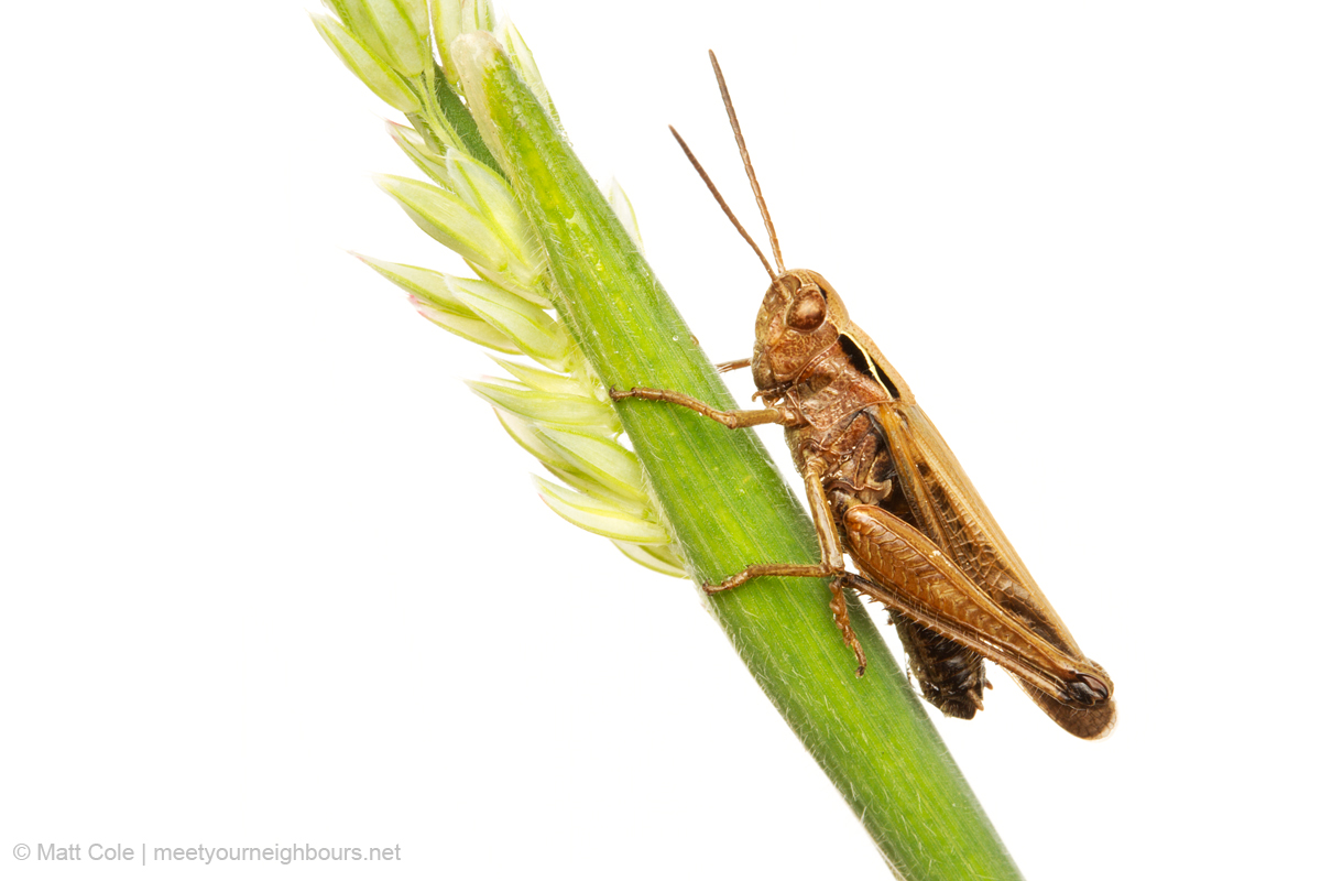MYN Common Field Grasshopper